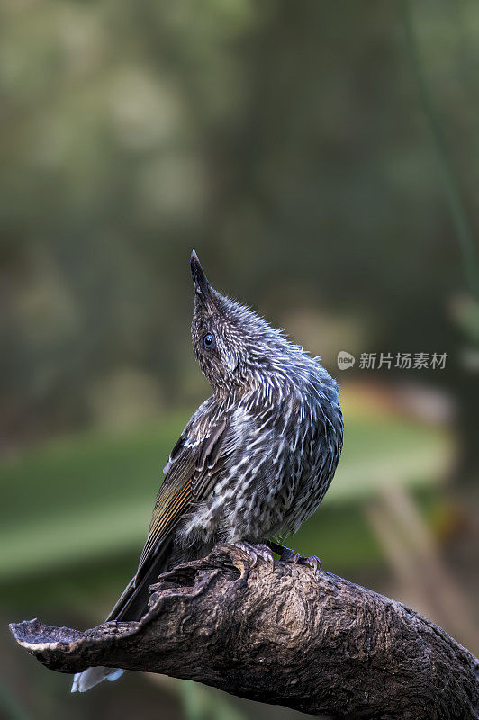 红荆棘鸟（Anthochaera carunculata）